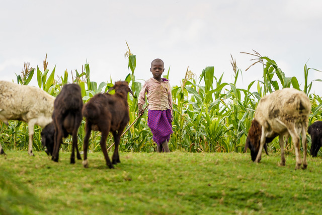 Little Maasai goat herder