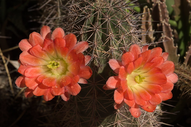 Claret-cup cactus blooms in the Cactus & Succulent Garden at Tucson Botanical Gardens