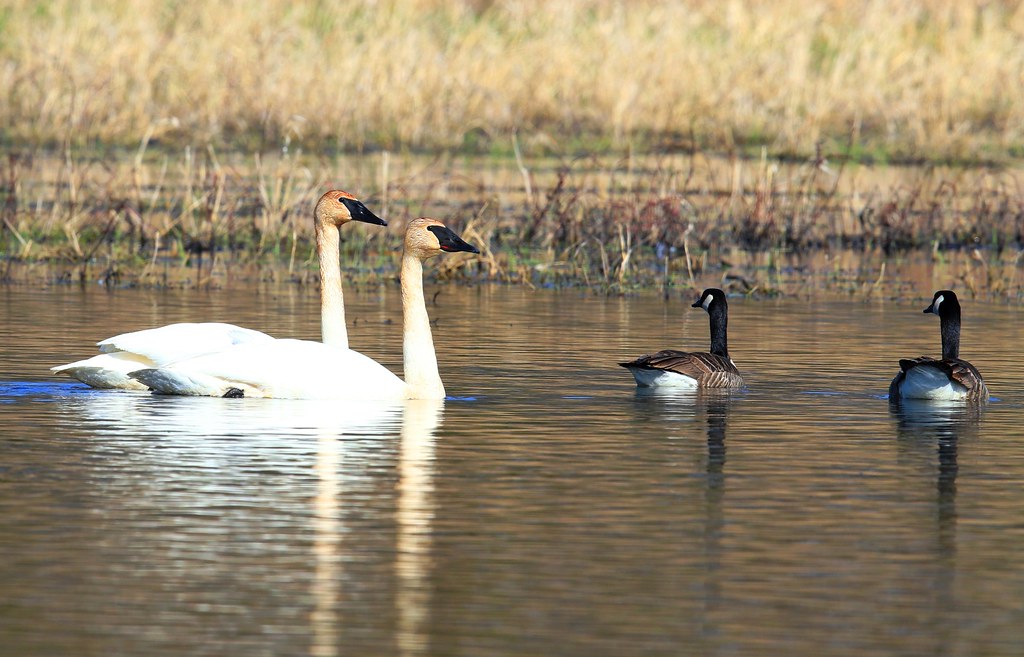 trumpeter swans at Cardinal Marsh IA 653A8314