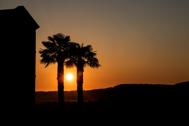 Palm trees & sunrise