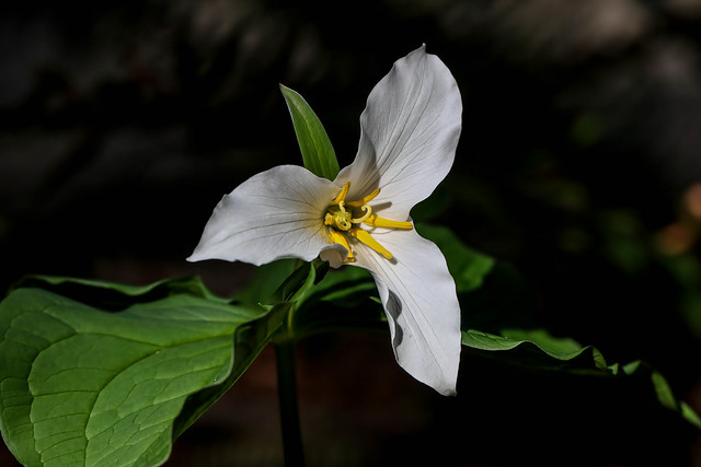 on a quick stop heading north I found the perfect trillium... perfect morning.