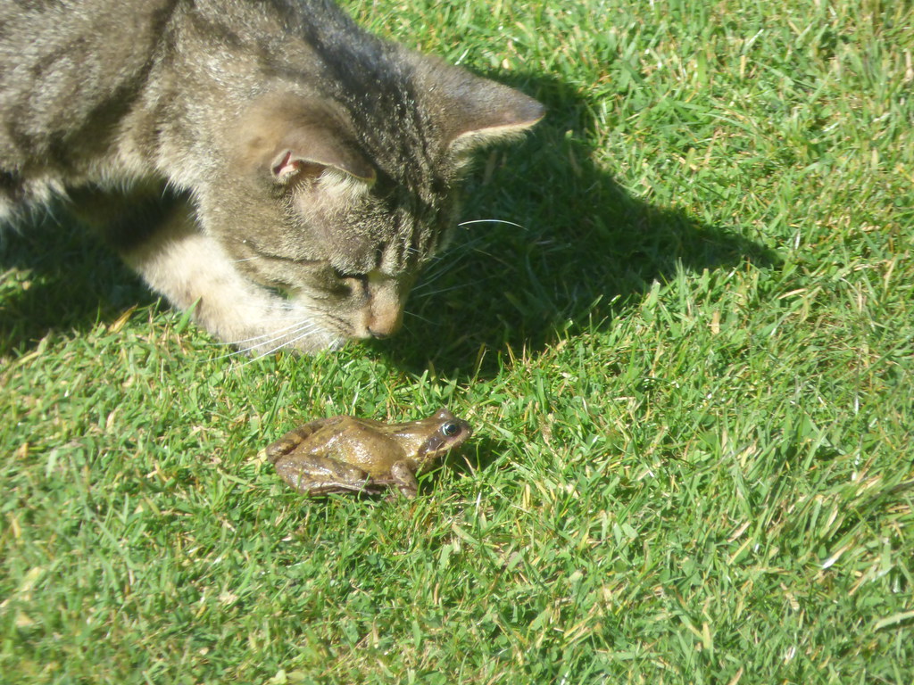 Tabby cat and a frog