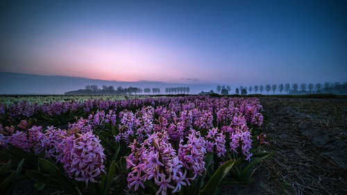 vijfhuizen noordholland nederland hyacinth beforesunrise cffaa flowers