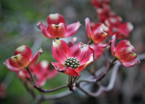 dogwood tree red bloom flowers flowerscape landscape petals leaves outdoors outside nature naturephotography backyard
