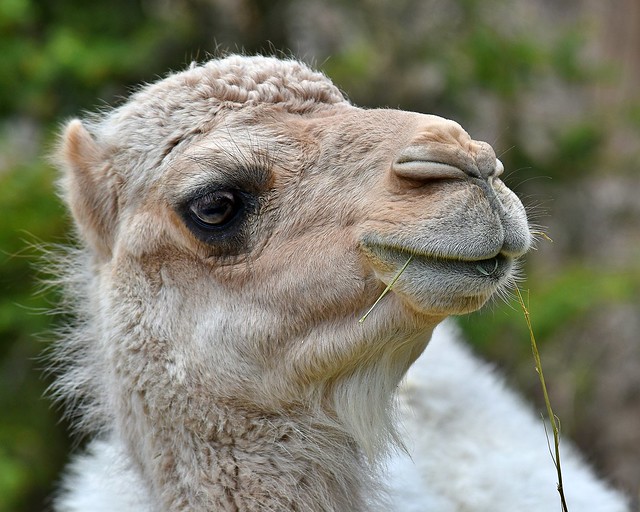 Young dromedary camel