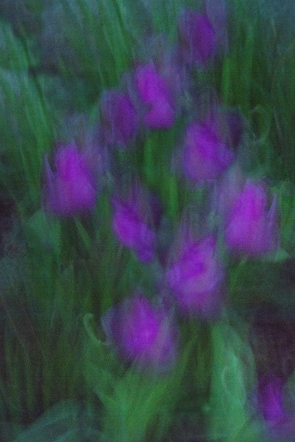Twilight Tulips, ICM