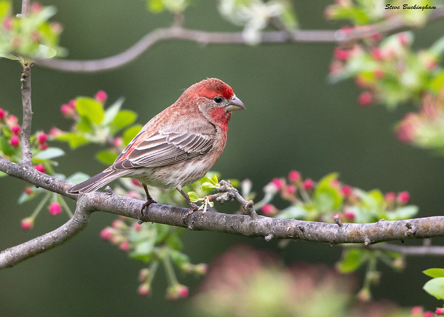 Even the House Finch looks dapper when he puts on his Spring courting suit. I posted this to compare to the closely-related  Purple Finch.