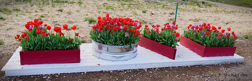 Burnside Farms Tulips 2021 Sony Shots by michael_orr25, Burnside Farms Tulips, taken handheld with a Sony A7R3sonya7r3 nokesville virginia tulips farm flowe