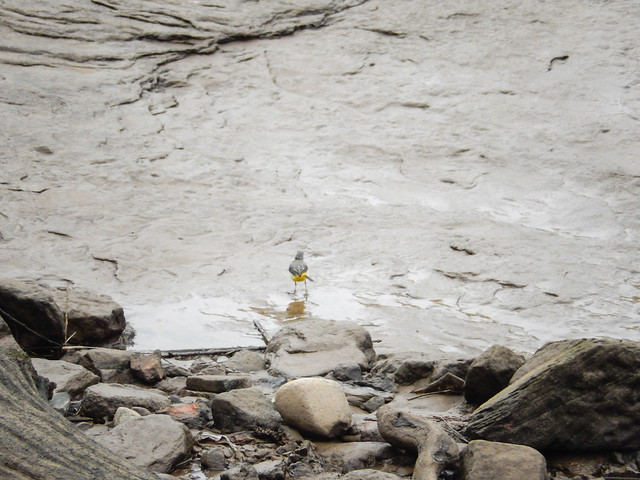 Grey wagtail on rocks in the river Dee, 2021 Mar 06