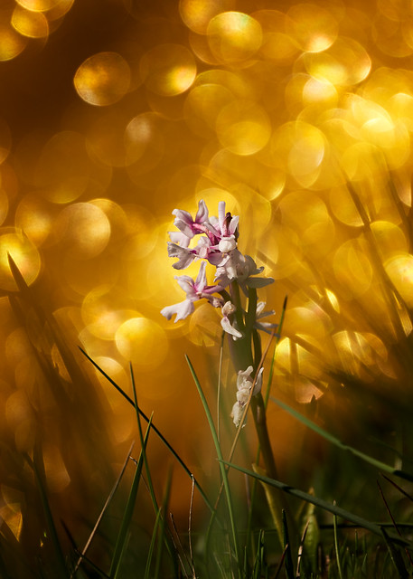 Orquídea Olorosa