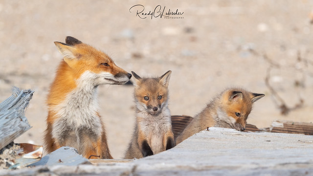 Red Fox | Vulpes Vulpes | 2021 - 4