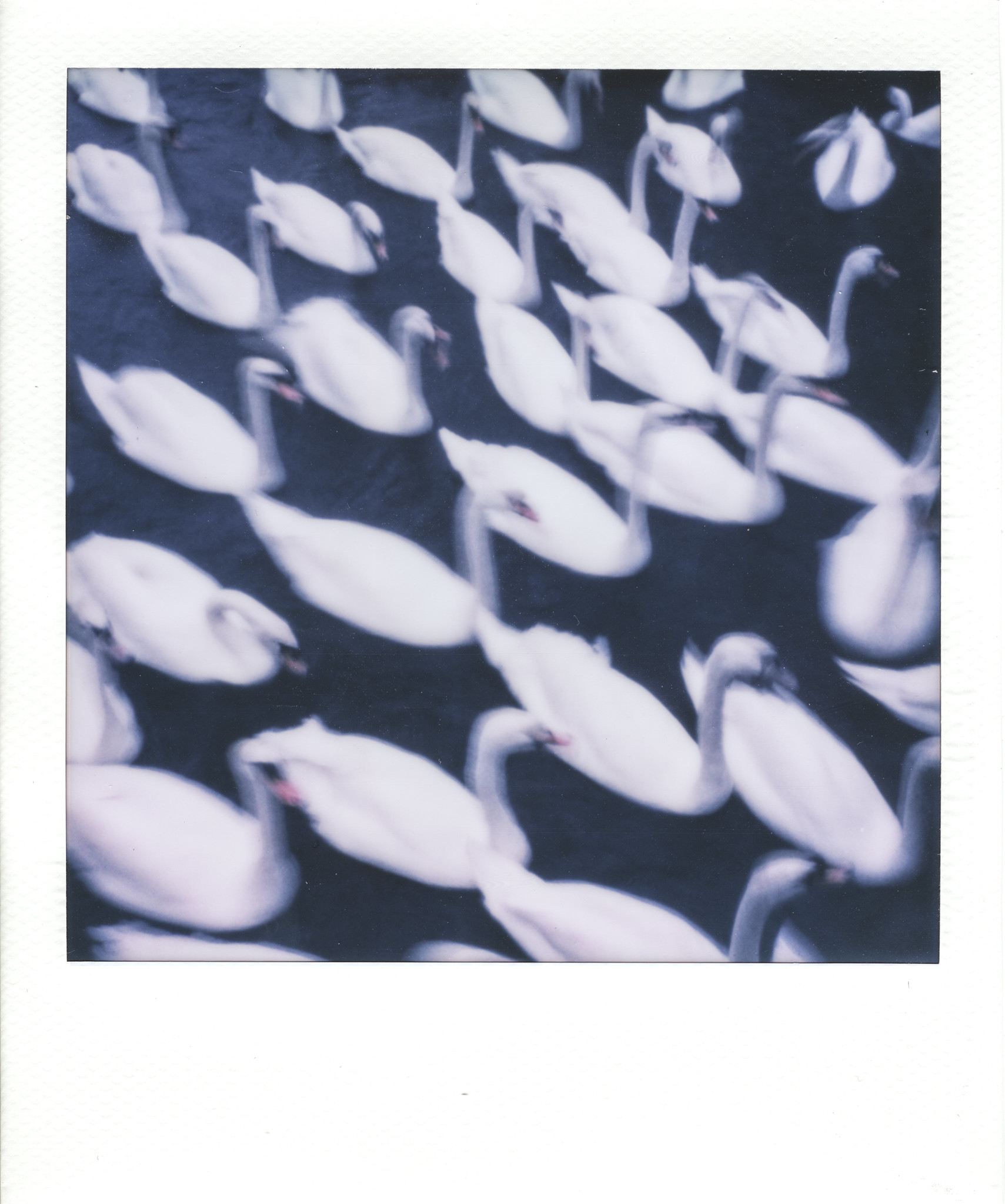 Swans in a mill pond No1 Suffolk. Polaroid week day 3
