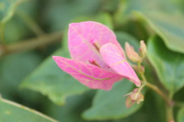 Dopati-Flower