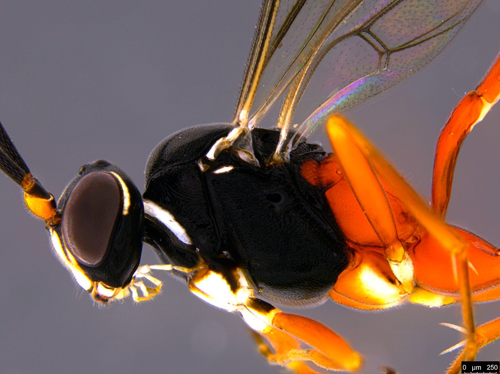 14b - Ichneumonidae sp.