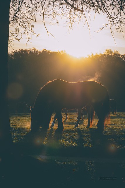 Horses and a Sunrise