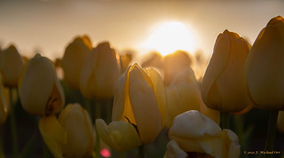 Burnside Farms Tulips 2021 Nikon Shots