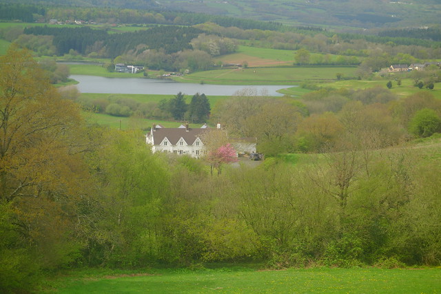 Distant Cherry Tree