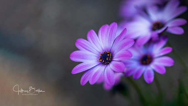 Soft African Daisy violet-