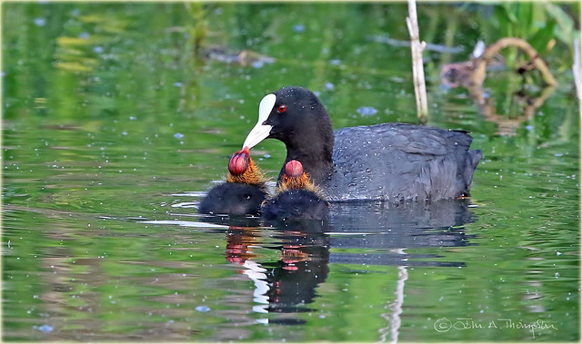 Coot with Chicks 2 of a family of 5 Chicks