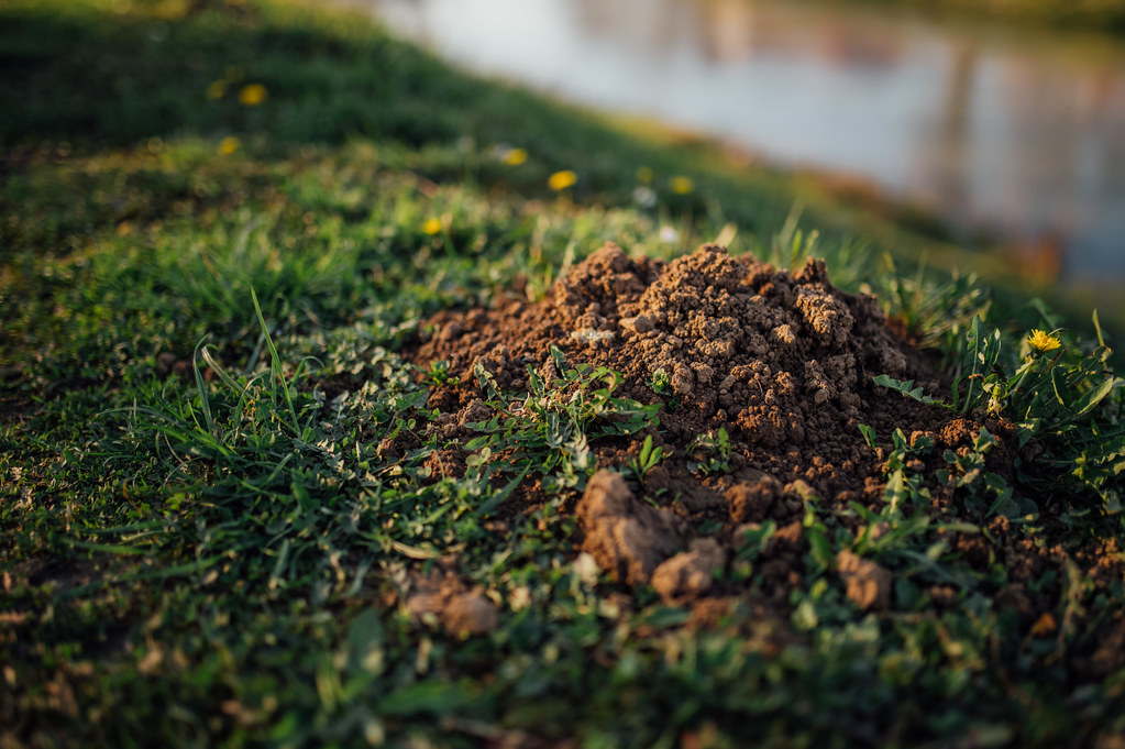 Close-up of a mole hill on a riverbank
