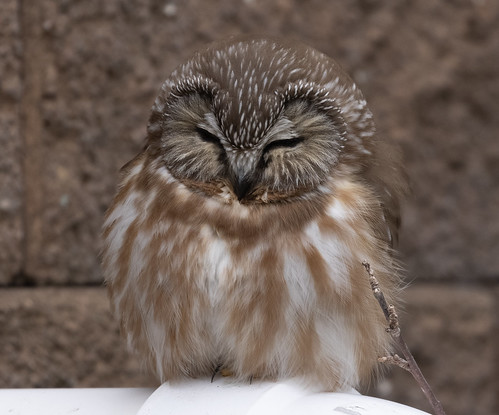 Northern Saw-whet Owl