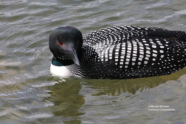 Common Loon (note water drops)