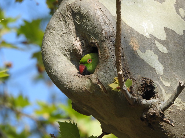 Ring-necked parakeet in her nest Paris Perruche à collier dans son nid
