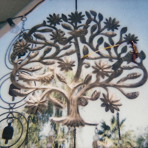 Tree of wife