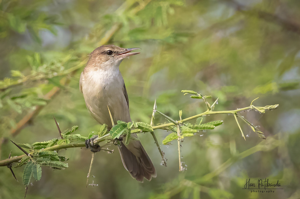 A Clamorous Reed Warbler near a marshy field