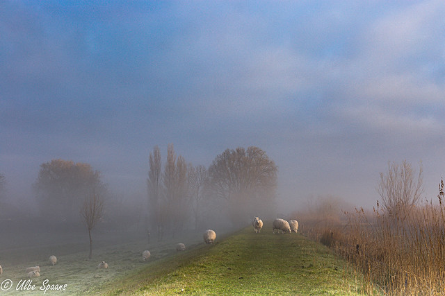 Foggy sheep