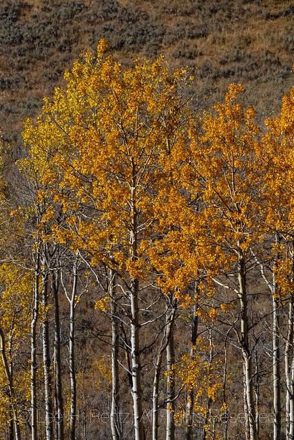 Aspen Trees along Beartooth Highway