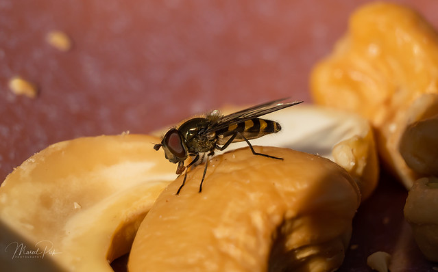 Hoverfly enjoys Cashew nuts