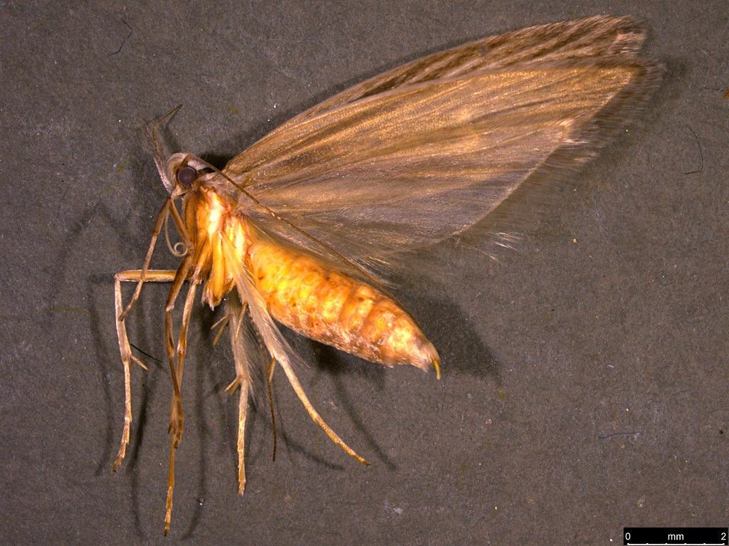23a - Oecophorinae sp.
