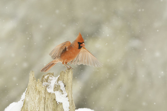 Cardinal rouge / northern cardinal