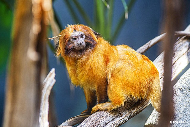 Golden Lion Tamarin (2018) by Skip Brown. Original from Smithsonian's National Zoo. Digitally enhanced by rawpixel.
