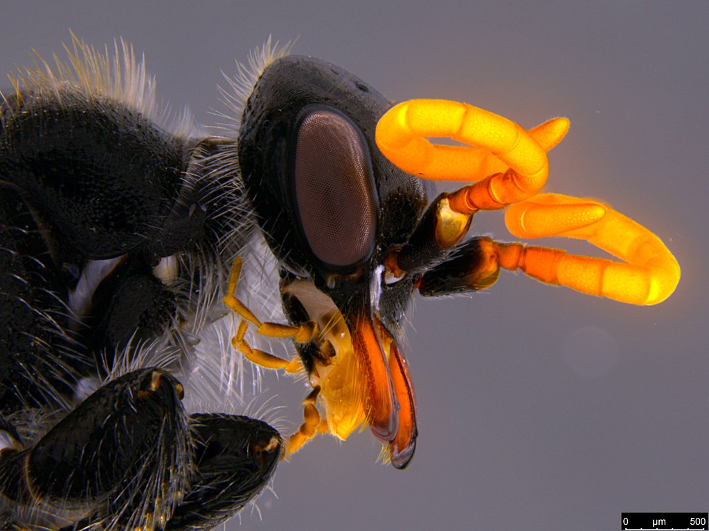 17b - Hymenoptera sp.