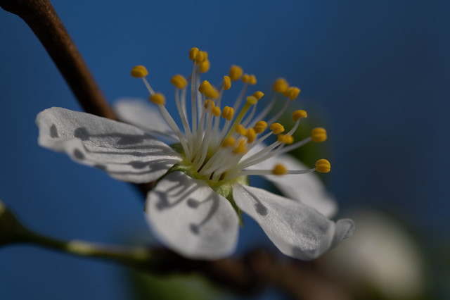 Plum blossom / Pflaumenblüte