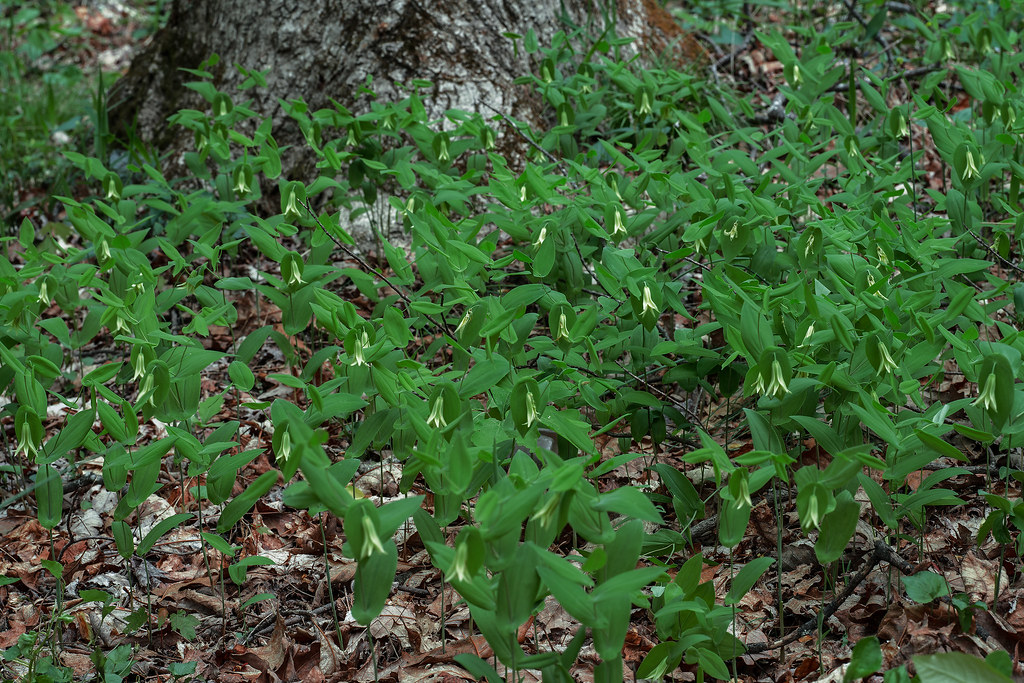 Perfoliate Bellwort group
