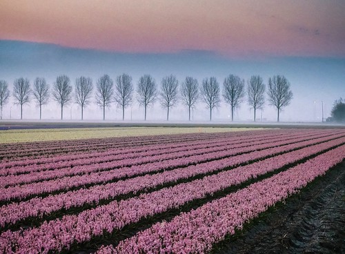 hoofddorp noordholland nederland vijfhuizen hyacinth cffaa