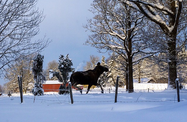 A moose walks by, Lemnhult, Sweden