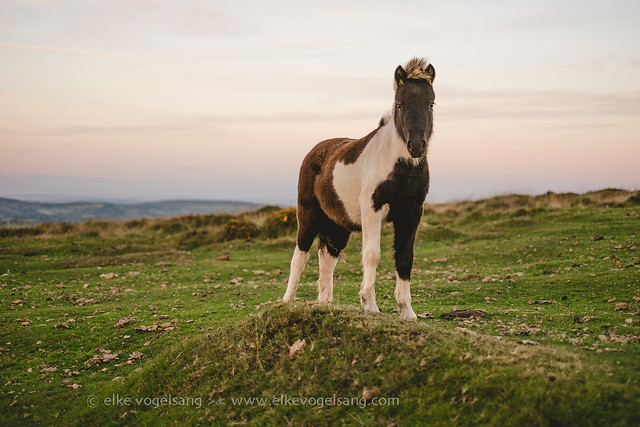 One Dartmoor pony