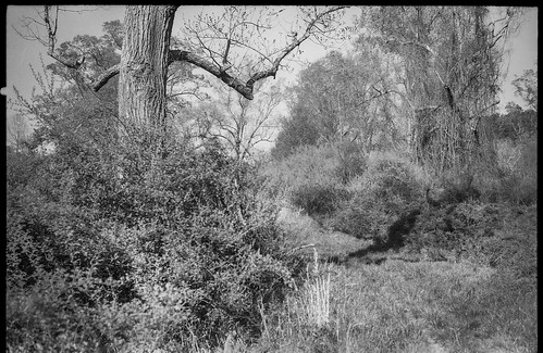 anthropomorphic treeforms limbs castshadows earlyspring landscape biltmoreestate asheville northcarolina konicaautoreflext hexanon57mmf14 35mm 35mmfilm film analog blackandwhite monochrome monochromatic primelens
