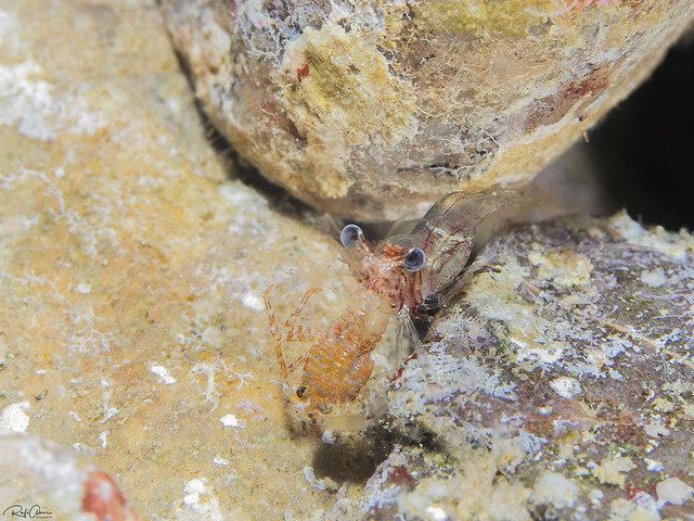 Red Claw Cuapetes Shrimp - Cuapetes tenuipes