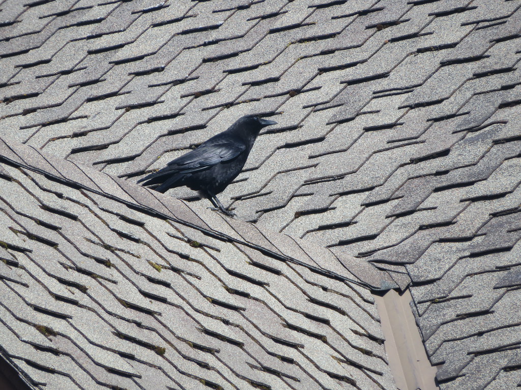The crow on two levels.