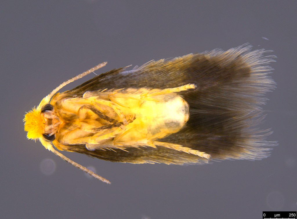 19b - Nepticulidae sp.