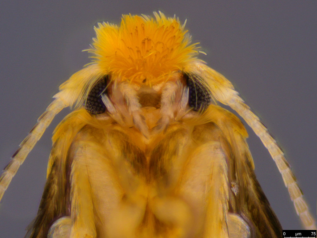 19c - Nepticulidae sp.