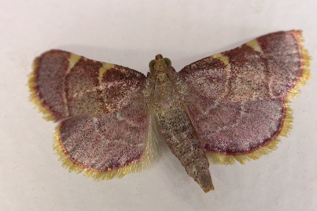 HWW--porch light moth