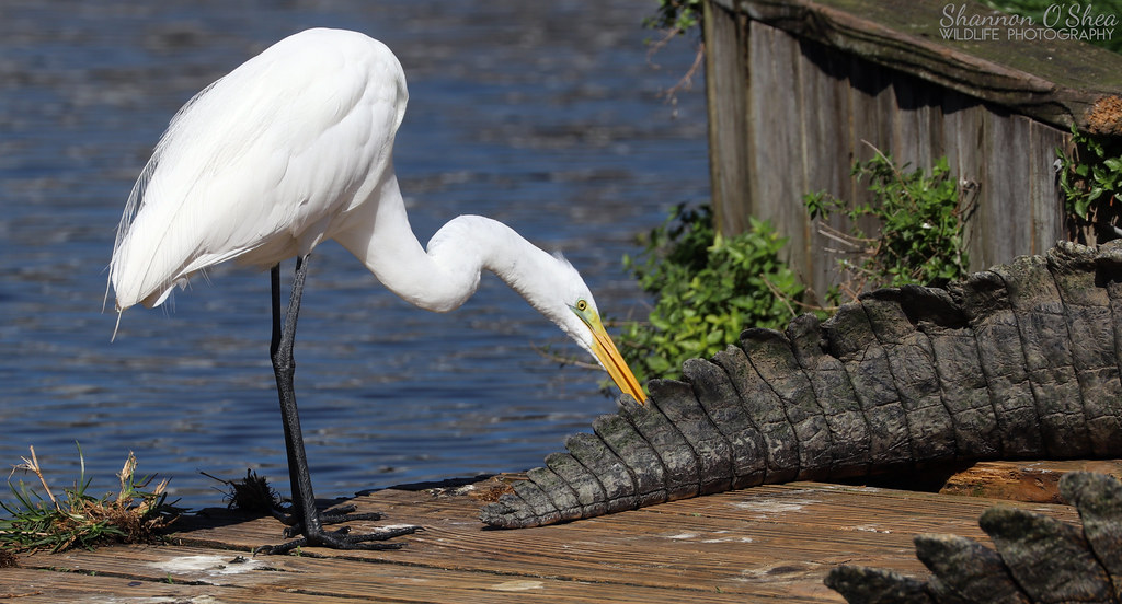 Great Egret