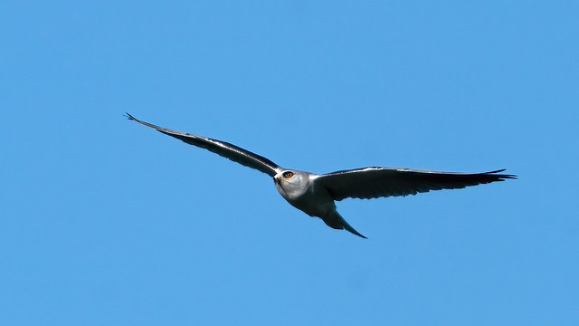 White-tailed Kite 192