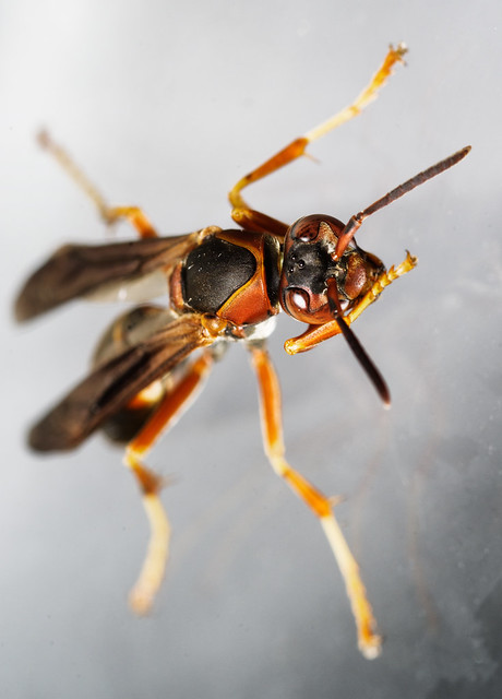 Paper Wasp Polistes metricus Macro